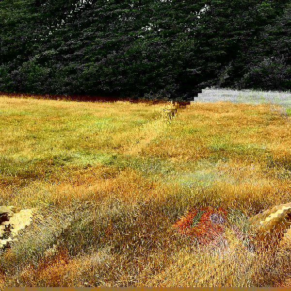 noa_zemlyanski noa_zemlyanski archive image