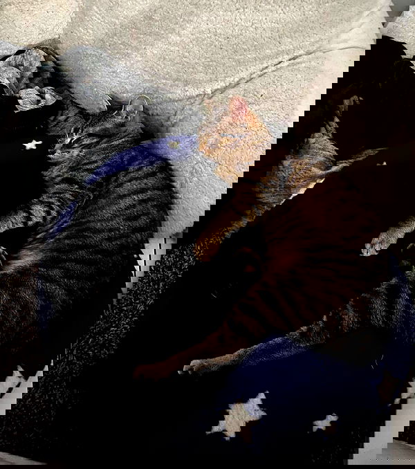 norafawn norafawn archive image