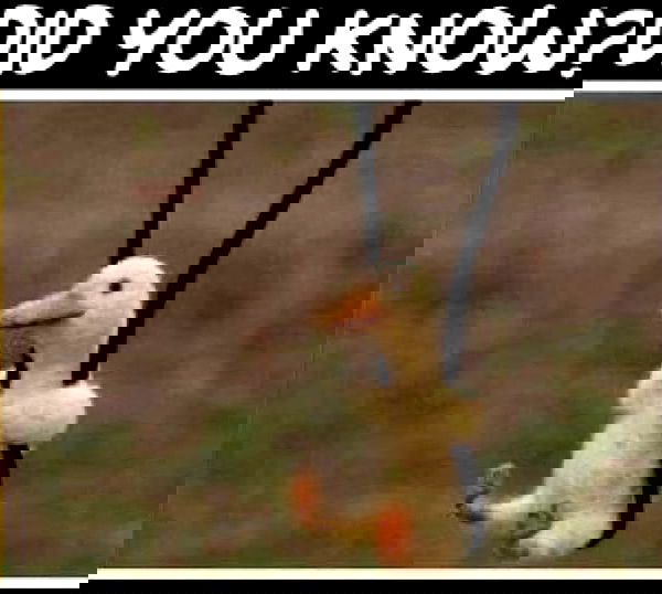 norafawn norafawn archive image