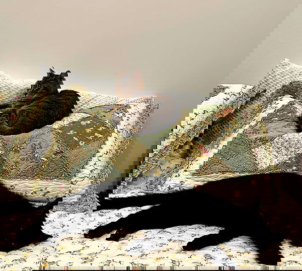 norafawn norafawn archive image