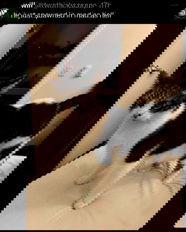 norafawn norafawn archive image