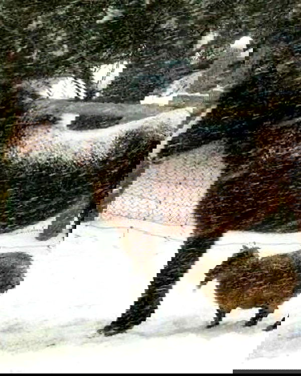 norafawn norafawn archive image