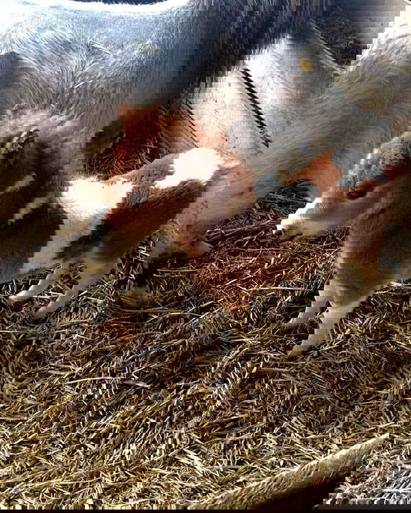 norafawn norafawn archive image