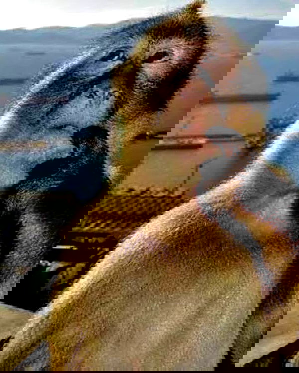 norafawn norafawn archive image