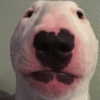 novahnovielli Altpins Profile Picture
