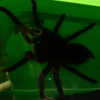 novahnovielli Altpins Profile Picture