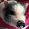 novahnovielli Altpins Profile Picture