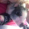novahnovielli Altpins Profile Picture