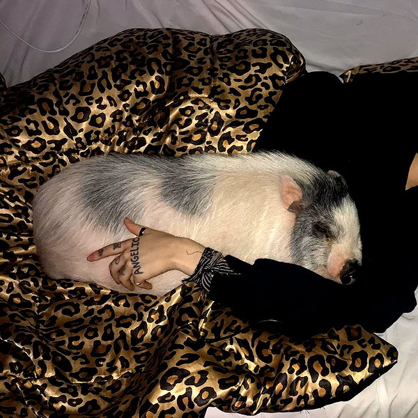 novahnovielli instagram image archive image