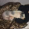 novahnovielli Altpins Profile Picture