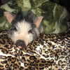 novahnovielli Altpins Profile Picture