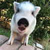 novahnovielli Altpins Profile Picture