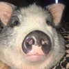 novahnovielli Altpins Profile Picture
