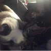 novahnovielli Altpins Profile Picture
