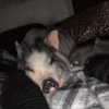 novahnovielli Altpins Profile Picture