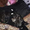 novahnovielli Altpins Profile Picture