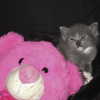 novahnovielli Altpins Profile Picture
