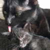 novahnovielli Altpins Profile Picture