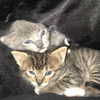 novahnovielli Altpins Profile Picture