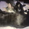 novahnovielli Altpins Profile Picture