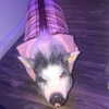 novahnovielli Altpins Profile Picture