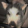 novahnovielli Altpins Profile Picture