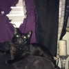 novahnovielli Altpins Profile Picture