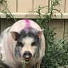 novahnovielli Altpins Profile Picture