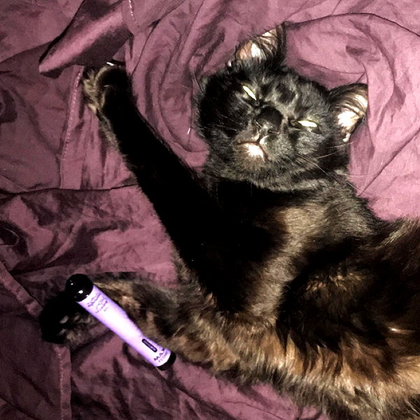 novahnovielli instagram image archive image