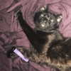 novahnovielli Altpins Profile Picture