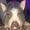novahnovielli Altpins Profile Picture