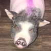 novahnovielli Altpins Profile Picture