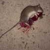 novahnovielli Altpins Profile Picture