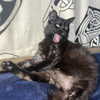 novahnovielli Altpins Profile Picture