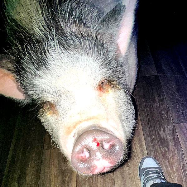 novahnovielli instagram image archive image