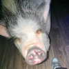 novahnovielli Altpins Profile Picture