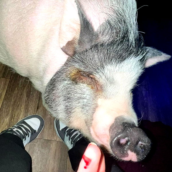 novahnovielli instagram image archive image
