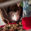 novahnovielli Altpins Profile Picture