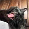 novahnovielli Altpins Profile Picture