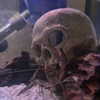 novahnovielli Altpins Profile Picture