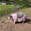 novahnovielli Altpins Profile Picture