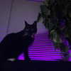 novahnovielli Altpins Profile Picture