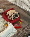 noy__erel Altpins Profile Picture