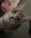 nylthria Altpins Profile Picture