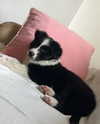 nyukix Altpins Profile Picture