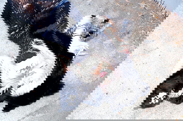 o.fukk image ~ Altpins