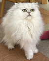 ochya0 Altpins Profile Picture