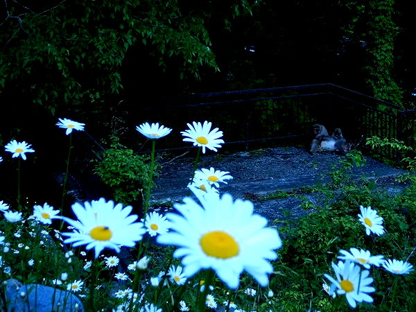 ochya0 instagram image archive image