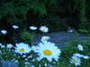 ochya0 Altpins Profile Picture