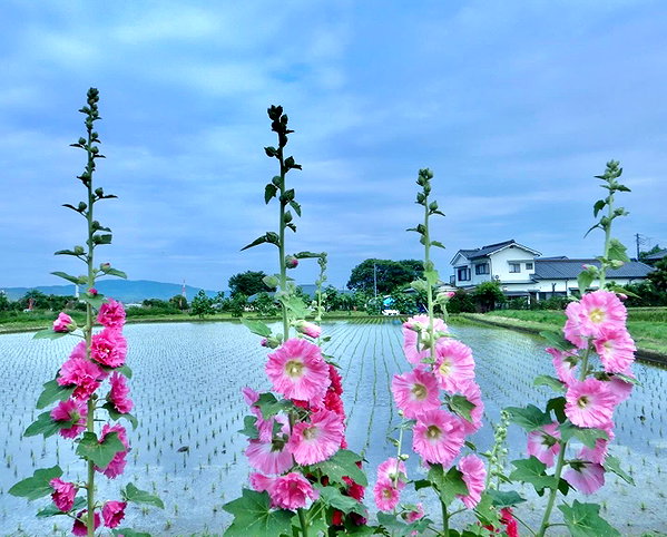 ochya0 instagram image archive image